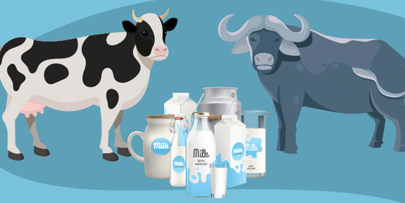 Cow Milk Is Healthier Than Buffalo Milk  