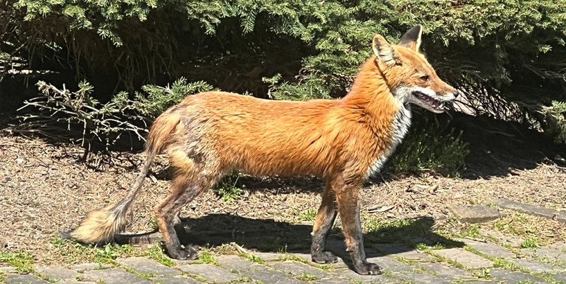 fox attack