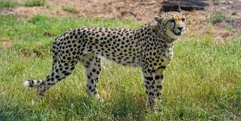 African Cheetah Injured In Fight  