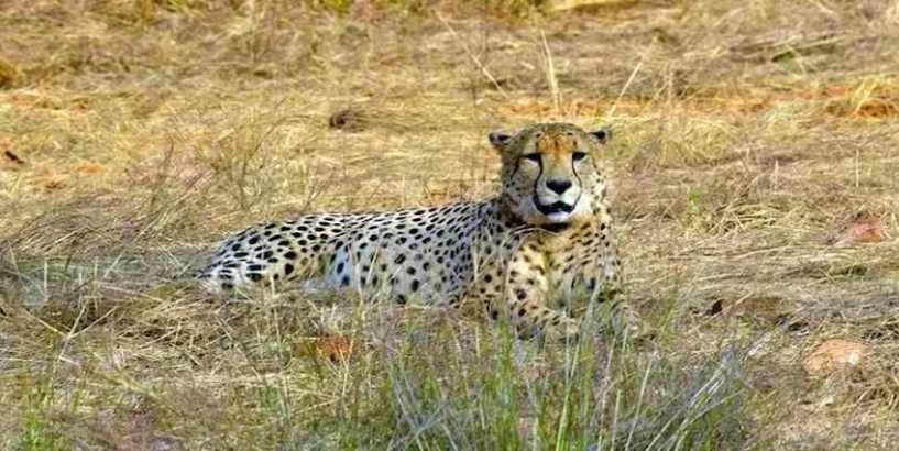 female cheetah died