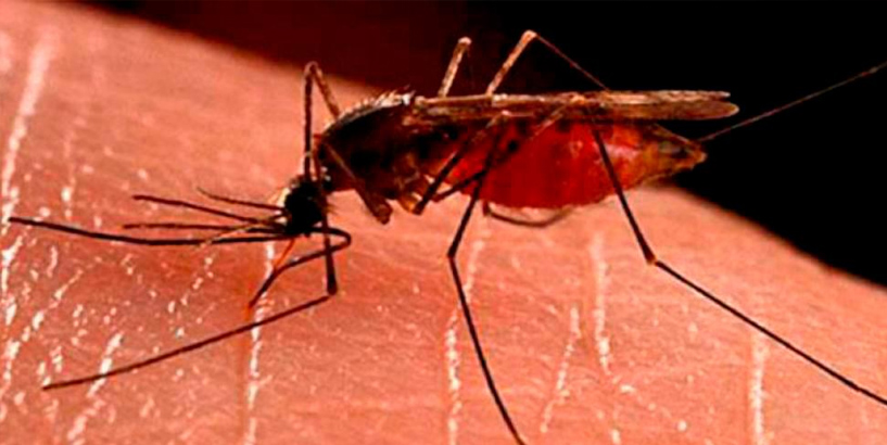 Dengue Cases in Bangladesh  