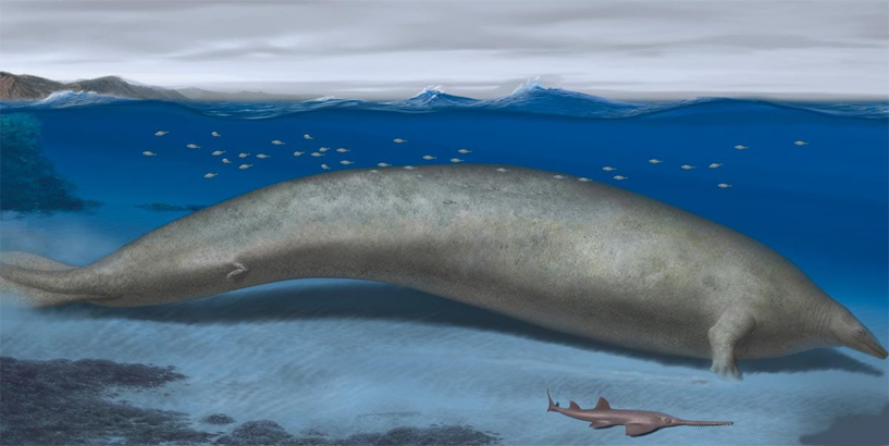 New Species Of Ancient Whale   
